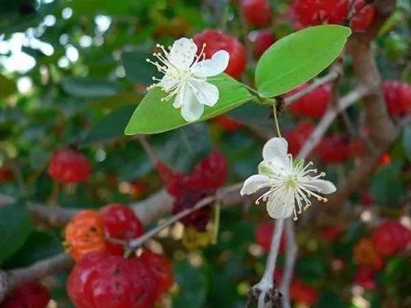 Surinam_Cherry_Fruit_Plant_Hybrid