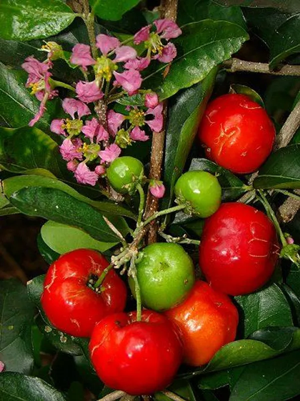 Surinam_Cherry_Fruit_Plant_Hybrid