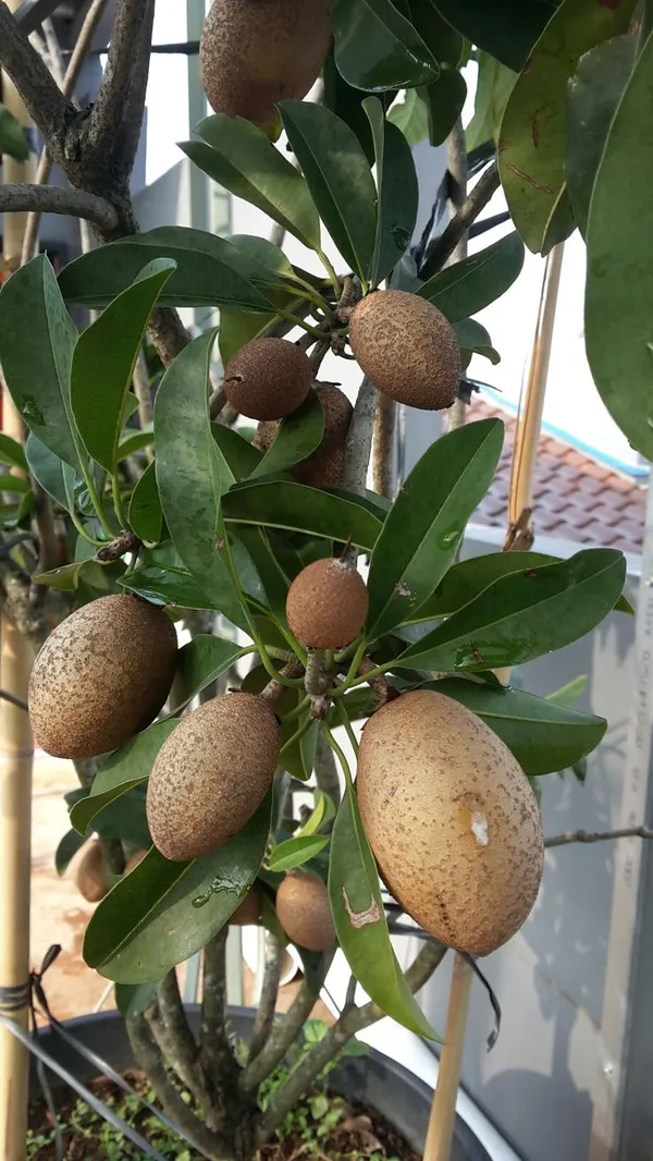 Thai_Variety_All_Time_Kalapatti_Sapota_Chiku_Sapodilla_Naseberry_Chikoo_Grafted_ive_Plant_Combo_Pack_Of-2(Plant_Height-_1.5_Ft_To_2_Ft)