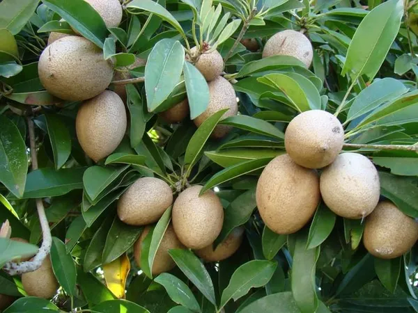 Thai_Variety_All_Time_Kalapatti_Sapota_Chiku_Sapodilla_Naseberry_Chikoo_Grafted_ive_Plant_Combo_Pack_Of-2(Plant_Height-_1.5_Ft_To_2_Ft)