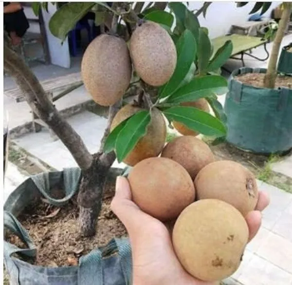 All-Time_Chikoo_Chiku_Sapota_Sapodilla_Naseberry_Sweet_Fruit_Thai_Variety_Grafted_ive_Plant_(Plant_Height-_1_Ft_To_2_Ft)