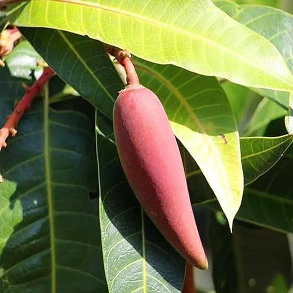 Chili_Mango_Grafted_Plant_Laojiao_Red_Variety_(2-3_Feet_Height)_Furit_After_2-3_Years_Hybrid__Fruit_Plant_For_Home_Garden_Long_Mango_Tree_Plant