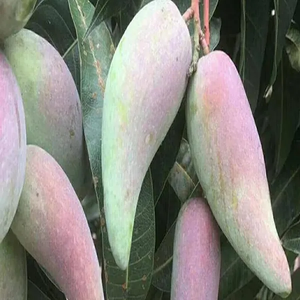 Chili_Mango_Grafted_Plant_Laojiao_Red_Variety_(2-3_Feet_Height)_Furit_After_2-3_Years_Hybrid__Fruit_Plant_For_Home_Garden_Long_Mango_Tree_Plant
