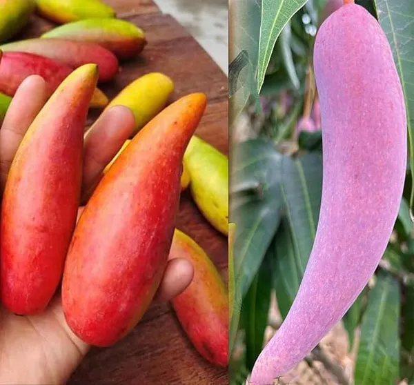 Chili_Mango_Grafted_Plant_Laojiao_Red_Variety_(2-3_Feet_Height)_Furit_After_2-3_Years_Hybrid__Fruit_Plant_For_Home_Garden_Long_Mango_Tree_Plant