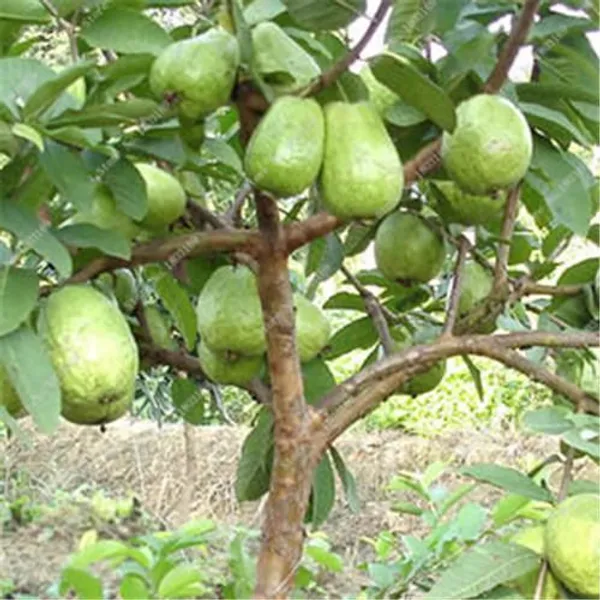 Red_Diamond_Guava_Plant