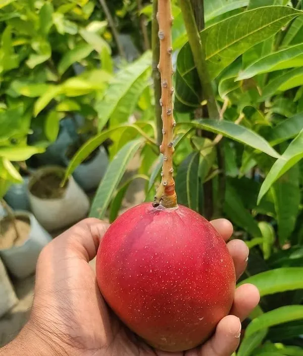 Original_Egg_Of_Sun_Japanese_Miyazaki_Mango_"Grafted_ybrid_Healthy_Plant,__Healthy_Fruit_Plant_For_Home_Garden_Plants_Tree