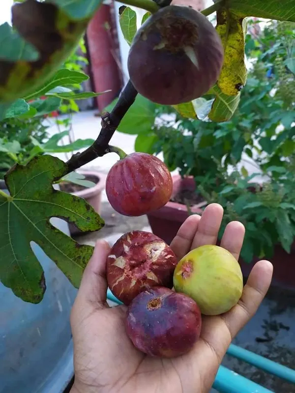 Anjeer_Indian_Fig_Plant_Pune_Variety