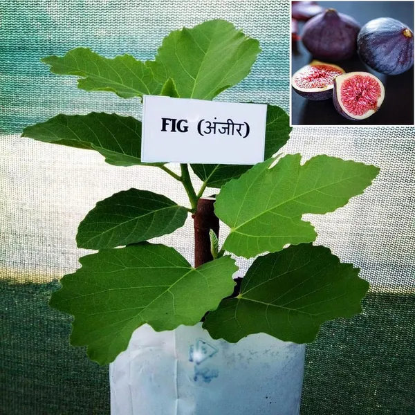 Anjeer_Indian_Fig_Plant_Pune_Variety