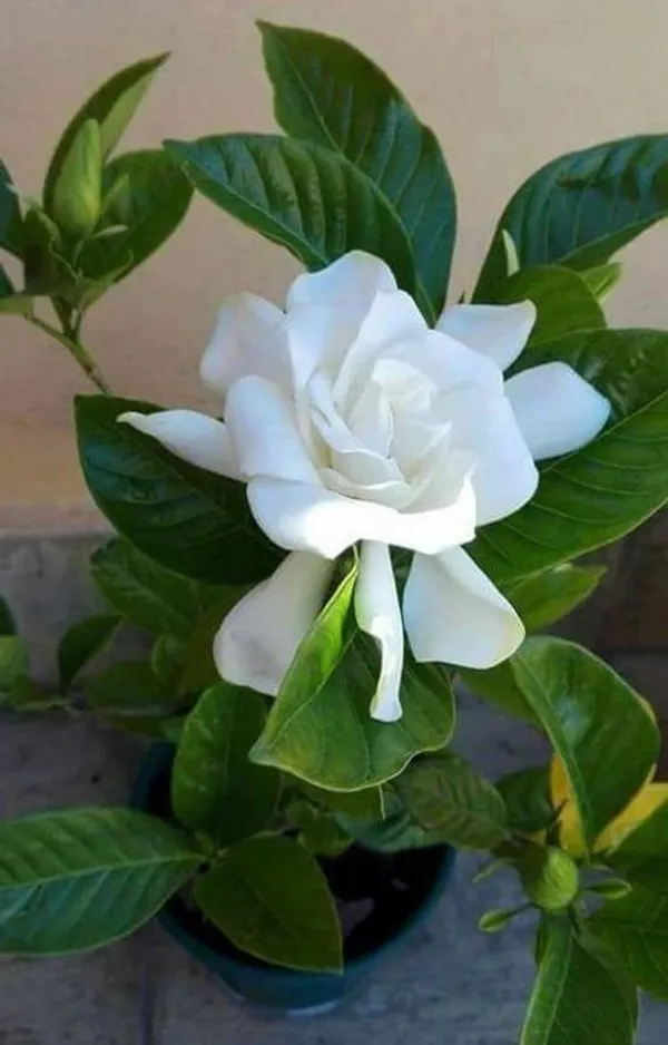 Gardenia_Jasmine_Flower_Plant