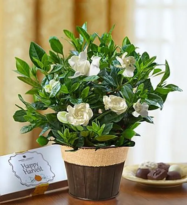 Gardenia_Jasmine_Flower_Plant