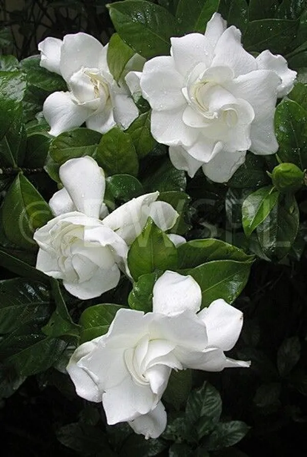 Gardenia_Jasmine_Flower_Plant