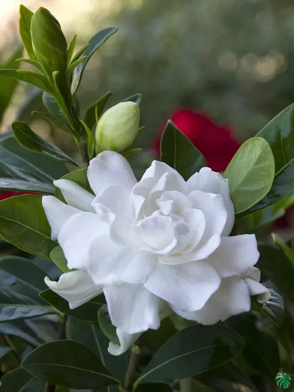 Gardenia_Jasmine_Flower_Plant