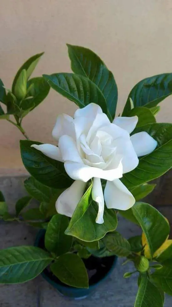 Gardenia_Jasmine_Flower_Plant