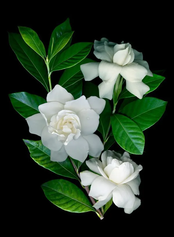 Gardenia_Jasmine_Flower_Plant