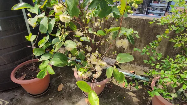 Thai_Verity_Green_Wax_Apple_Fruit_&_Tree_For_Home_Gardening_1.5-3.5_Ft_Hight_Hybrid_Jamrul_Plant_Suitable_For_Outdoor_Air_Layering