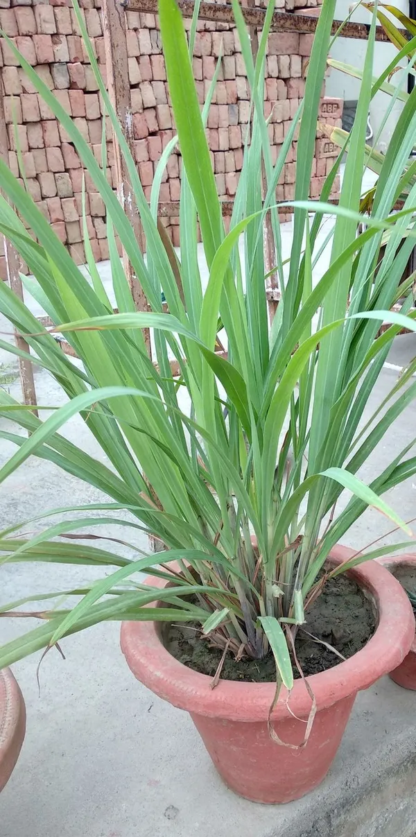 Lemon_Grass