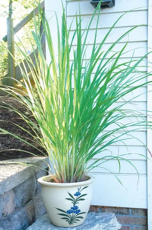 Lemon_Grass