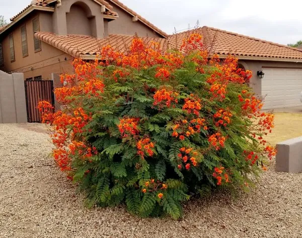 Peacock_Flower_Plant__|_Gul_Mohor_Flower_Plant