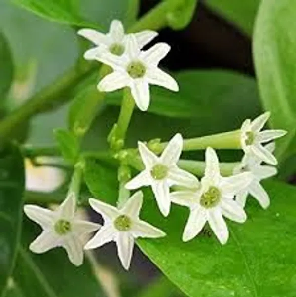 Hasnuhana|Raat_Ki_Rani_Flower_Plant
