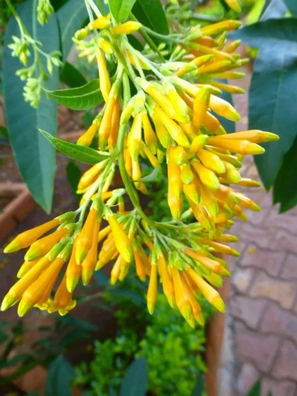 Yellow_Night_Blooming_Jasmine_(Rat_Rani_Flower)
