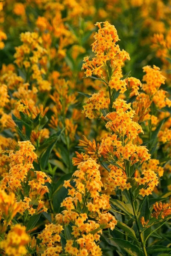 Yellow_Night_Blooming_Jasmine_(Rat_Rani_Flower)