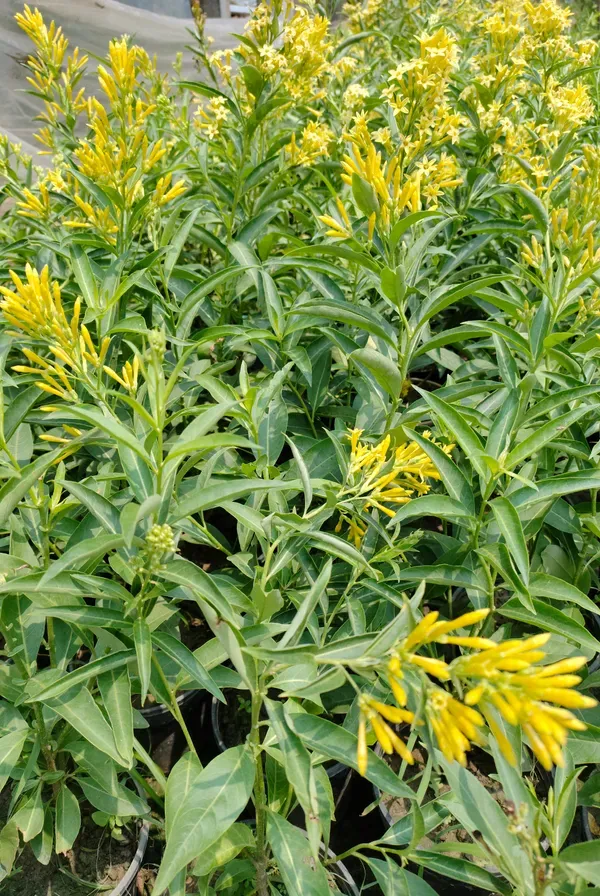 Yellow_Night_Blooming_Jasmine_(Rat_Rani_Flower)
