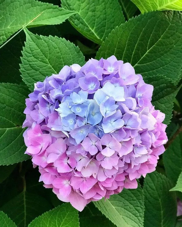 Rare_Dwarf_Hydrangea_Macrophylla_Blue_Pink_Hydrangea_1_Healthy_Live_Plant_On_Poly_Bag