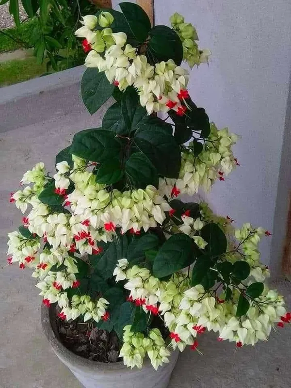 Bleeding_Heart_Vine