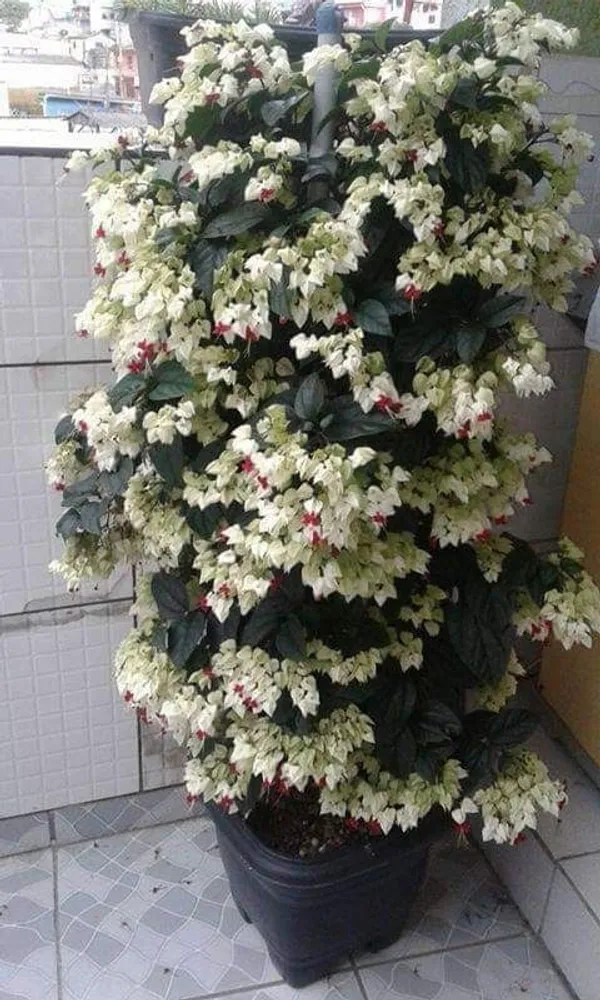 Bleeding_Heart_Vine