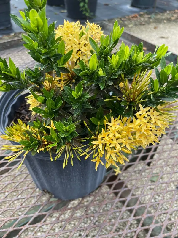Rear_Yellow_Ixora_Flower_Plant_Hybrid