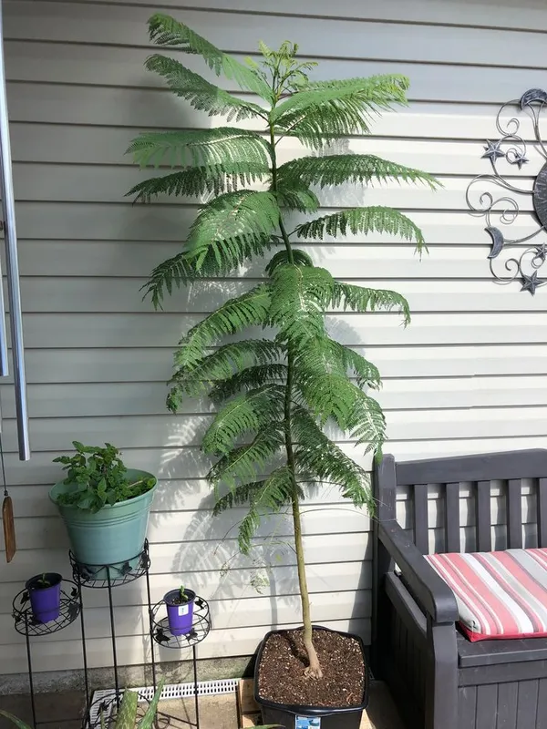 Japanese_Jacaranda_Plant
