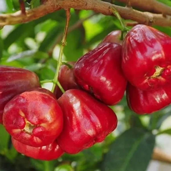Red_Wax_Apple