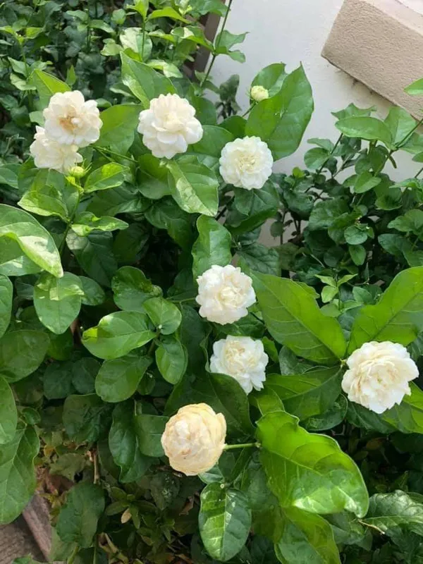 Dobel_Patel_Jasmine_Flower_Plant_Hybrid