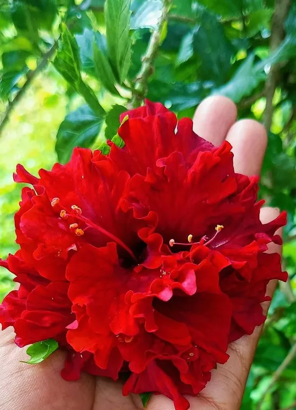 Double_Red_Hibiscus_Plant
