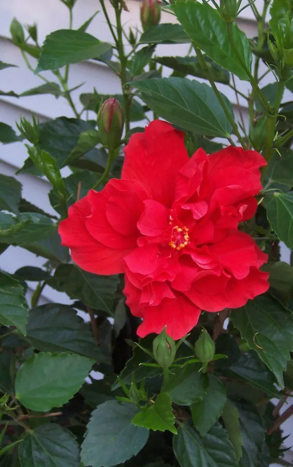 Double_Red_Hibiscus_Plant