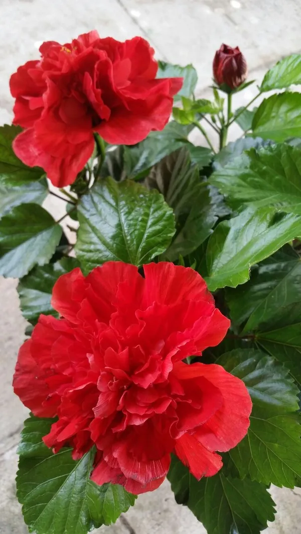 Double_Red_Hibiscus_Plant