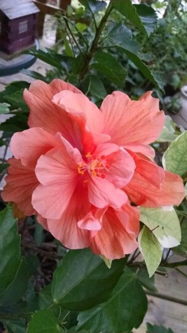 Double_Orange_Hibiscus_Flower_Plant