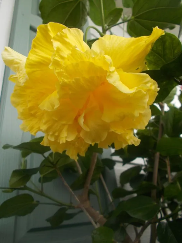 Double_Orange_Hibiscus_Plant