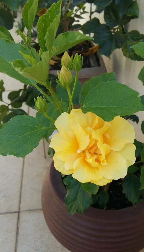 Double_Orange_Hibiscus_Plant