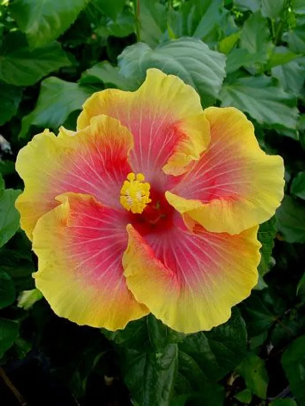 American_Hibiscus|Hybrid_Plant