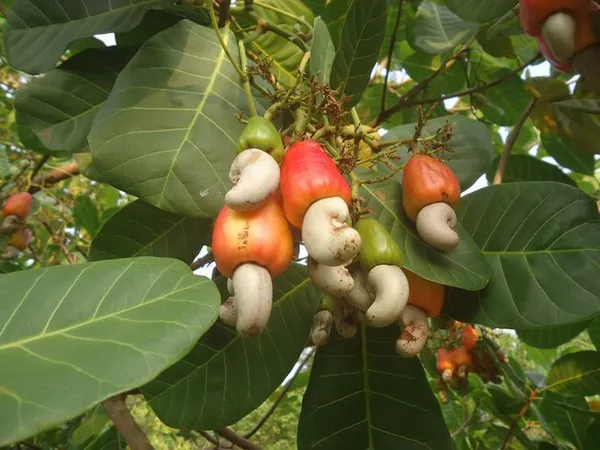 Cashew_Nut_Plant_Hybrid