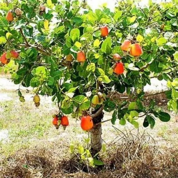 Cashew_Nut_Plant_Hybrid