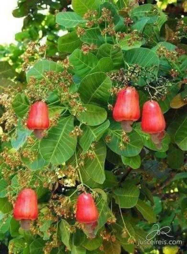 Cashew_Nut_Plant_Hybrid