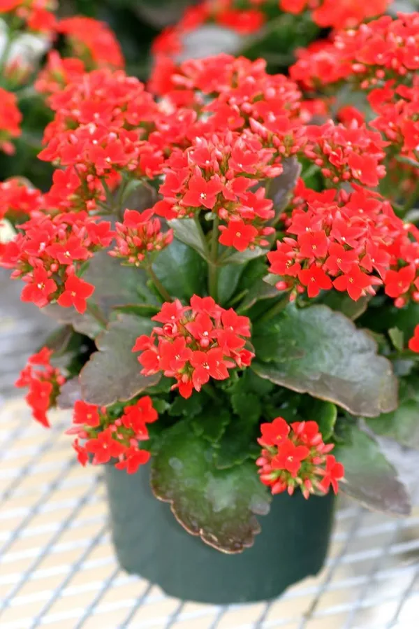 Kalanchoe_|_Perennial_Herbaceous_Plant