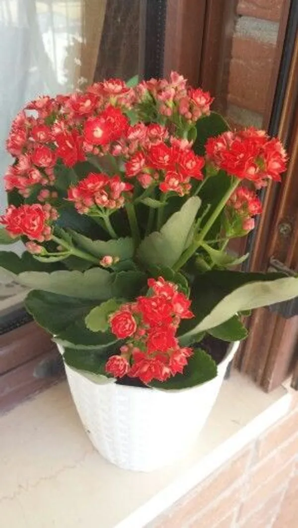Kalanchoe_|_Perennial_Herbaceous_Plant