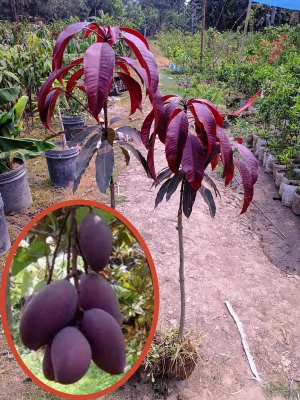 Kasturi_Mango_Fruit_Plant_Grafted