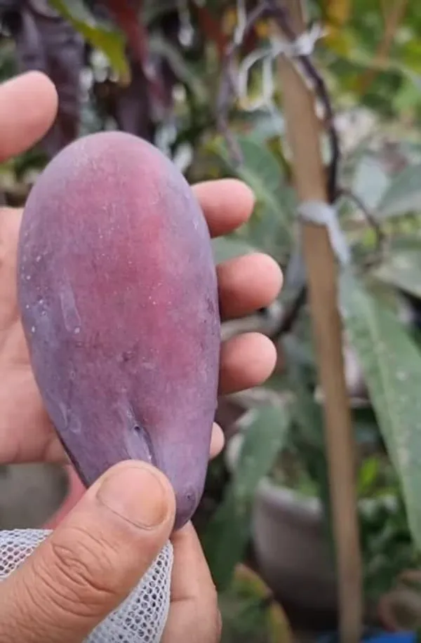 Kasturi_Mango_Fruit_Plant_Grafted