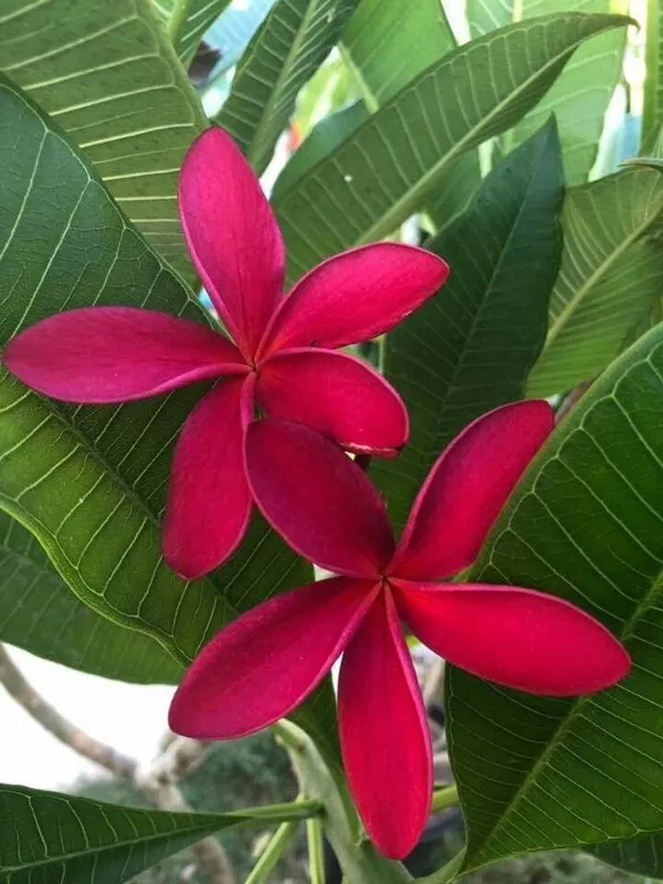 Plumeria_Flower_Plant