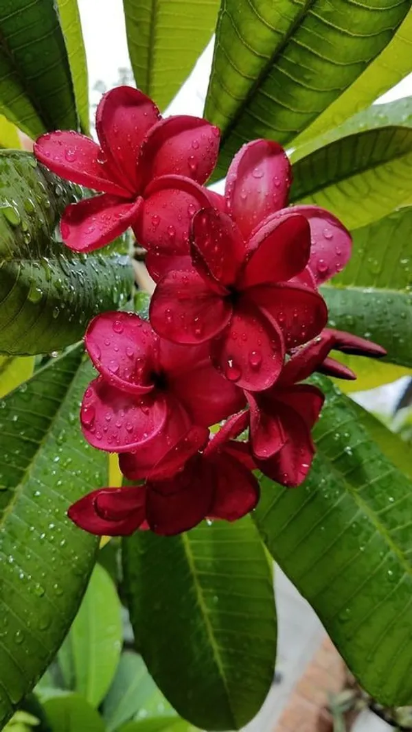 Plumeria_Flower_Plant