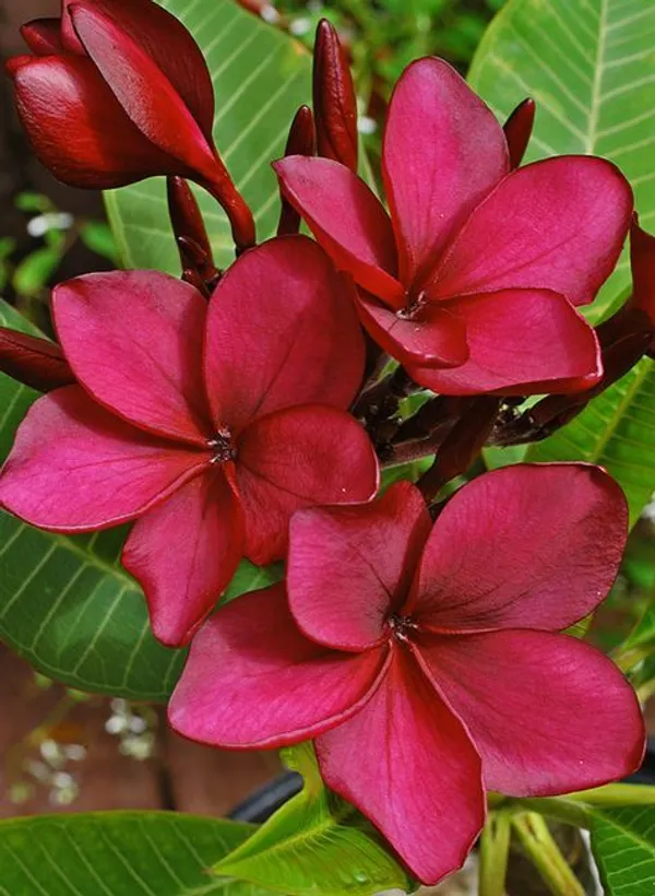 Plumeria_Flower_Plant